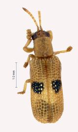   Bulolispa  habitus .  